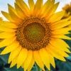 jn513